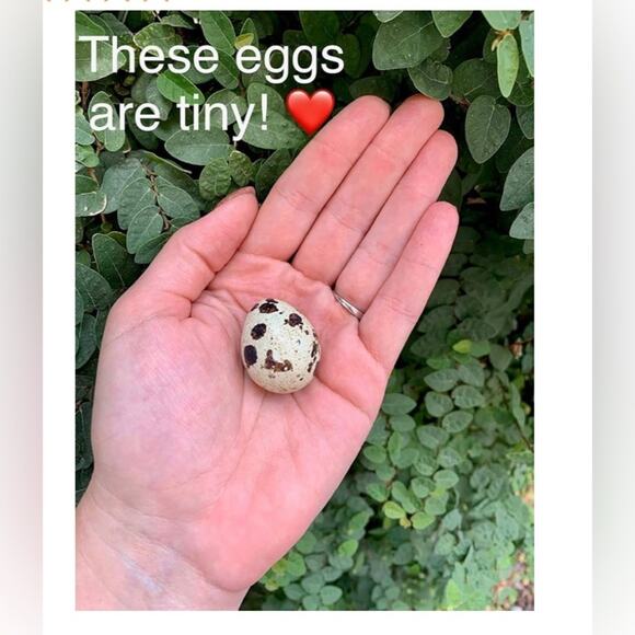 Pregnancy Announcement, Surprise! Quail Egg, unique baby announcement NIB Gift - Picture 6 of 8